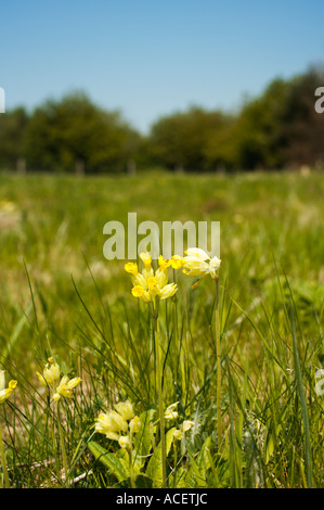 Coucou bleu fleurs sauvages UK Banque D'Images