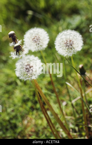 Groupe d'horloges' - 'Pissenlit Taraxacum officinale - le pissenlit commun Banque D'Images