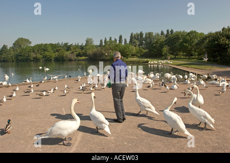 Pays de Galles Glamorgan Penarth Cosmeston Country Park Lake alimentation homme wildfowl avec du pain Banque D'Images