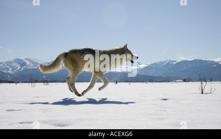 Tundra wolf (Canis lupes) à travers l'Tundra Montana USA Banque D'Images