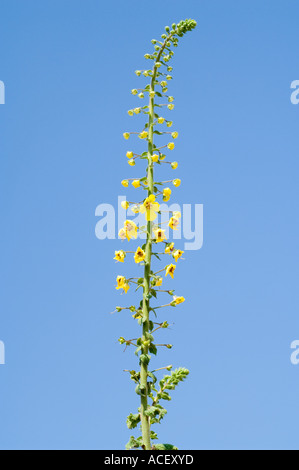 Molène, Verbascum Arcturus, château de Kyrenia, Girne, Kerynia, Chypre du Nord, Méditerranée, Europe Banque D'Images