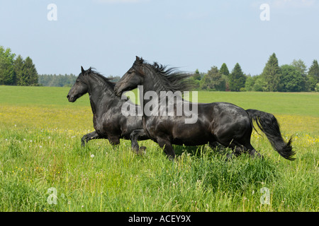 Deux chevaux frisons trottant dans le paddock Banque D'Images