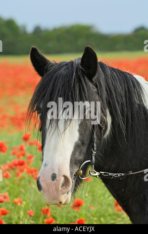 Portrait d'un "Irish Tinker' cheval devant un champ de coquelicots Banque D'Images