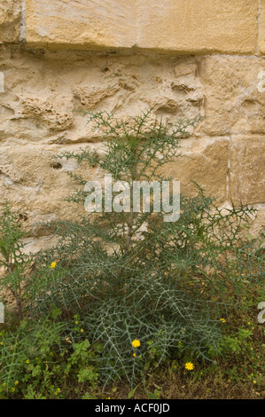 Le chardon (Galactites tomentosa) croissant dans le domaine du théâtre romain, Soli, Chypre du Nord, l'Europe Banque D'Images