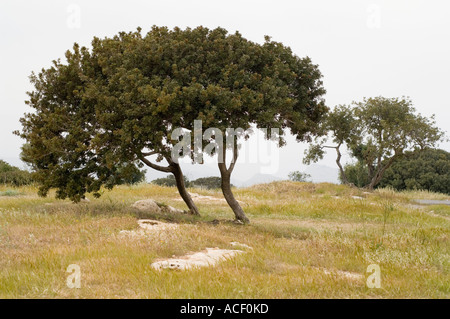 Arbres à Vouni Palace, Chypre du Nord, Méditerranée, Europe Banque D'Images