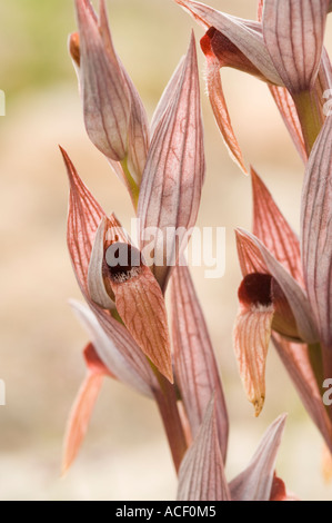 L'Orchidée Serapias lèvres longue (Serapias vomeracea) fleur sauvage, Vouni Palace, Chypre du Nord, Méditerranée, Europe Banque D'Images