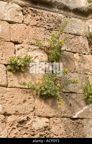 Murs avec des plantes du St George de l'Église grecs, Greklerin Kilsesi St George, Famagusta, Gazimagusa, Chypre du Nord, de l'Union européenne Banque D'Images