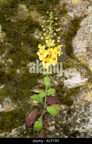 Molène (Verbascum arcturus) fleur, Chypre du Nord, Méditerranée, Europe Banque D'Images