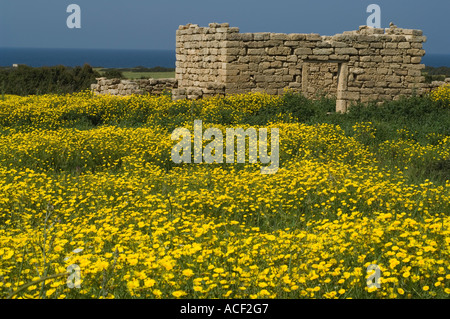 Ruine dans la prairie en fleurs au printemps, la mer, la péninsule de Karpaz, Chypre du Nord, Méditerranée, Europe Banque D'Images