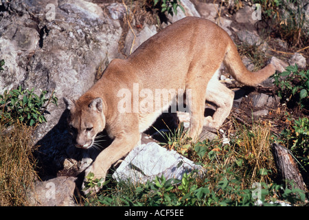 Un Felis concolor cougar sur le vagabondage en terrain rocailleux, le cougar est également connu sous le nom de mountain lion ou d'un puma Banque D'Images