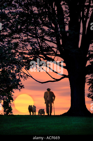 Un vieil homme marche avec une canne et deux chiens à côté d'un grand vieil arbre que le soleil se couche derrière lui Banque D'Images