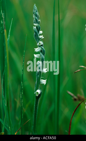 Mesdames automne Spiranthes spiralis spiranthe d'une très rare orchidée sauvage en Bavière, Allemagne Banque D'Images