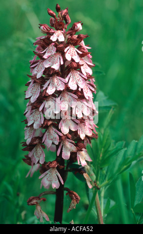 Orchidée orchis purpurea trouvé dans l'Eifel en Allemagne Banque D'Images