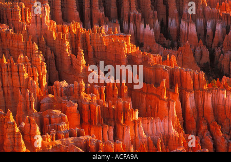 Cheminées de grès au lever du soleil dans l'Amphithéâtre de Bryce Canyon Utah USA Etats-Unis d'Amérique US Banque D'Images