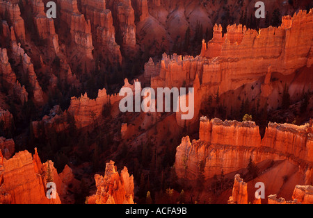 Cheminées de grès au lever du soleil dans l'Amphithéâtre de Bryce Canyon Utah USA Etats-Unis d'Amérique US Banque D'Images