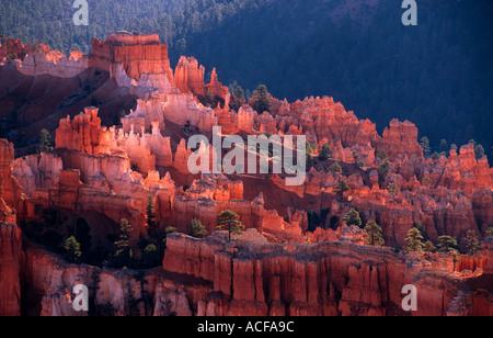 Cheminées de grès rétroéclairé et sapins de Douglas au lever du soleil dans l'Amphithéâtre de Bryce Canyon Utah USA Banque D'Images