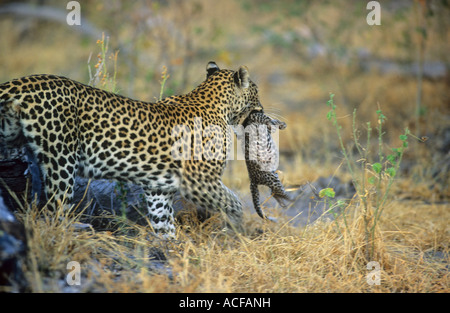 Femelle adulte leopard leopard cub comptable pour le déplacer vers un nouveau den Mombo, Okavango Delta, Botswana Banque D'Images