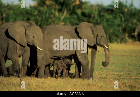 La protection d'un troupeau d'éléphants d'Afrique veau nouveau-né Mombo, Okavango Delta, Botswana Banque D'Images