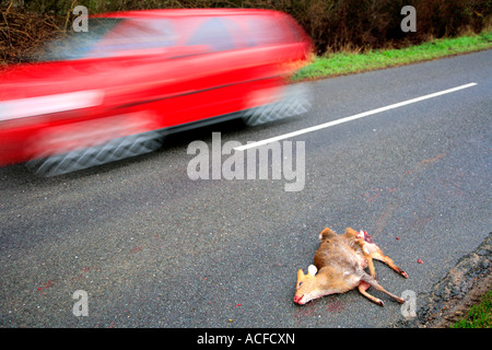 Voiture rouge en passant un Muntjack Deer sur une route rurale, emplacement générique Banque D'Images