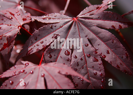 Gouttes de pluie sur les feuilles d'érable rouge foncé après la pluie Banque D'Images