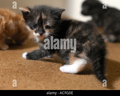 Trois semaines chaton écaille Banque D'Images