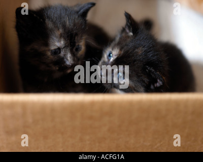 Deux petits chatons écaille trois semaines Banque D'Images