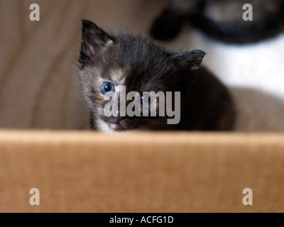 Petite écaille chaton aux yeux bleus l'âge de trois semaines Banque D'Images