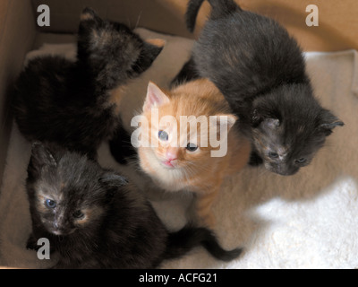 Quatre chatons dans une boîte trois semaines Banque D'Images