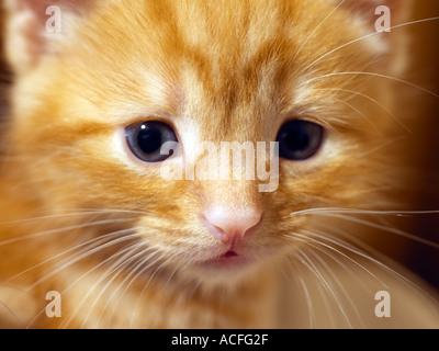 Close up of Face de trois semaine Ginger Kitten Banque D'Images