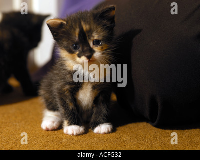 Trois semaines chaton écaille Banque D'Images