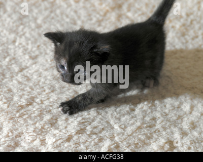 Deux semaines chaton noir Banque D'Images