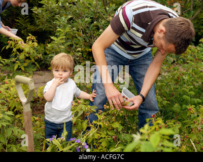 Cueillette de framboises de la famille avec un garçon de 18 mois Banque D'Images