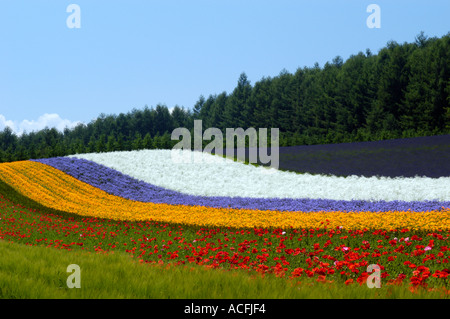 Champ de fleurs colorées à la ferme Tomita une culture des fleurs populaires ferme de Furano de Hokkaido Japon 2005 Biei Banque D'Images