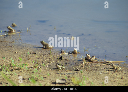 Les grenouilles au soleil au bord de la Yarra NP Sri Lanka Banque D'Images
