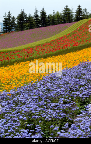 Champ de fleurs colorées à la ferme Tomita dans Furano Biei salon de Hokkaido Japon 2005 Banque D'Images