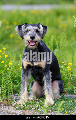 Chien de race mélangée Banque D'Images