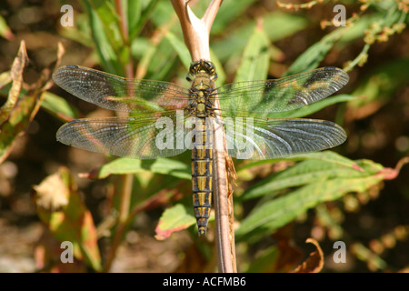 Queue noire Libellule Orthetrum cancellatum Skimmer Banque D'Images