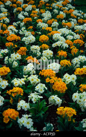 Primula Crescendo, blanc et Cresendo or jaune, Kew Gardens, Surrey, UK Banque D'Images