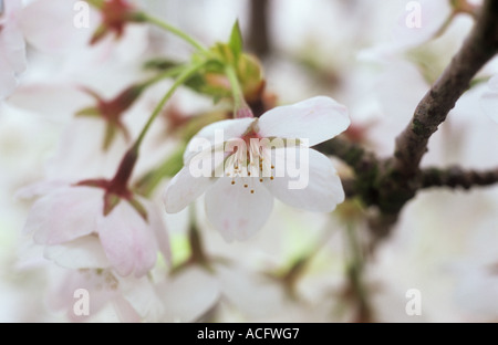 Close up de grappe de fleurs blanches au début du printemps, la floraison des cerisiers Fuji ou Prunus incisa tree Banque D'Images