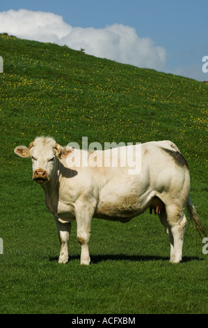 Vache boeuf blanc pâturage dans le Northumberland Banque D'Images