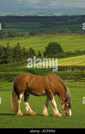Dans la zone de pâturage de chevaux lourds Banque D'Images