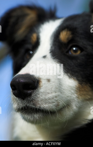 Noir et blanc alerte tan chien Border Collie Banque D'Images