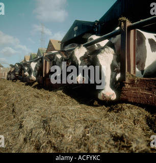 L'alimentation des vaches Holstein Friesian ou l'ensilage dans un creux sur un matin de printemps Banque D'Images