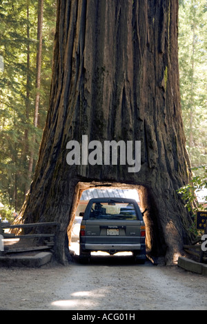 Drive Redwood Tree, lustre, Leggett, Californie Banque D'Images