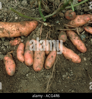 Exposés des tubercules de pomme de terre variété Pink Fir Apple Banque D'Images