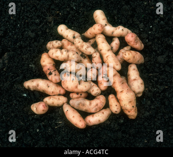 Les tubercules de pommes de terre récoltés sur le sol variété Anya Banque D'Images