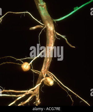 Le chancre de la tige Rhizoctonia solani lésions sur la partie inférieure de la tige d'un plant de pomme de terre Banque D'Images