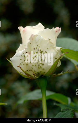 Infestation de pucerons Macrosiphum rosae rose sur une fleur rose blanc Banque D'Images