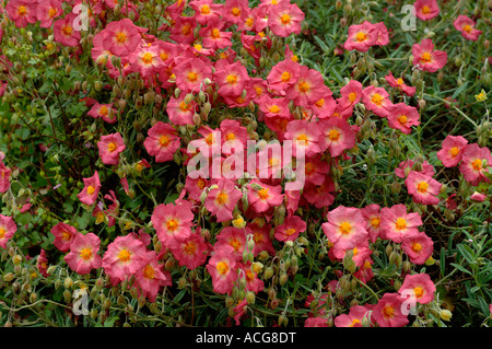 Rock rose rouge ou sun rose Helianthemum spp fleurs Banque D'Images