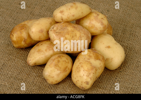 Pommes de terre Jersey Royal ex supermarché shop acheté tubercules Banque D'Images